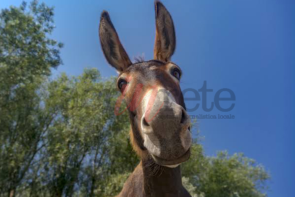 Foto &copy; Acri In Rete