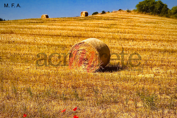 Foto © Acri In Rete