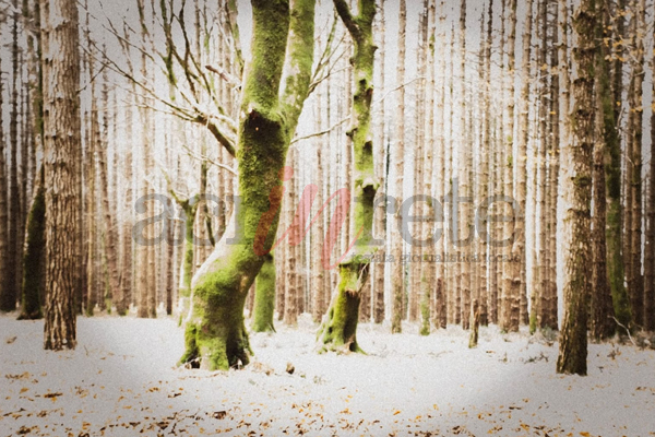 Foto &copy; Acri In Rete