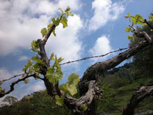 Foto © Acri In Rete